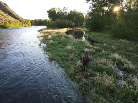 Gorgeous riverfront property and views. Excellent fishing and wildlife. 