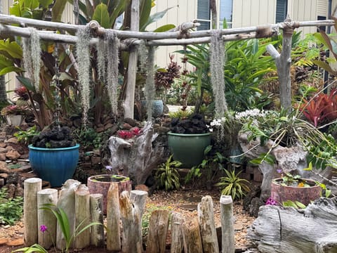Water garden across from lanai.