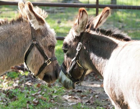 Moses & Odie, our resident pet miniature donkeys. 
