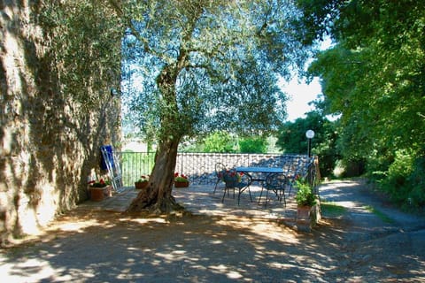 Casa Paciano, Olivo (19)