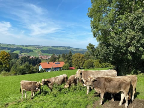 Fantastic farmhouse in the Allgäu Farm Stay in Vorarlberg, Austria