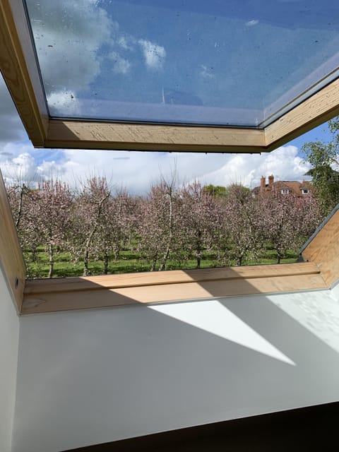 Springtime views of the cider apple trees in blossom