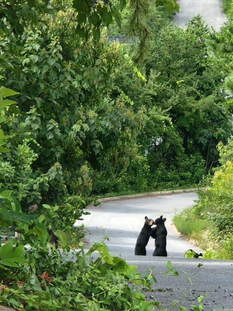 Welcome to Wandering Bear