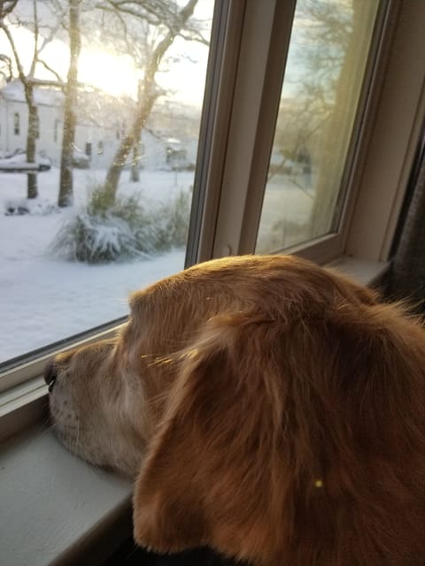 winter wonderland in Oak Harbor - not common!