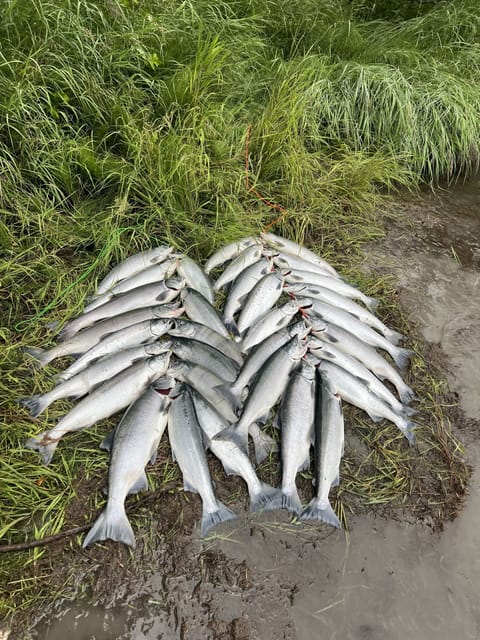 Get your limit on the Kasilof River, five minutes from the cabin.
