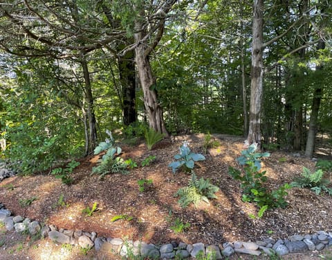 Garden bed with ferns and hostas next to the cottage