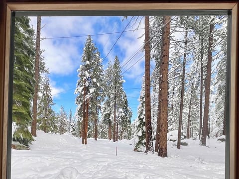 Forest view from the SAUNA