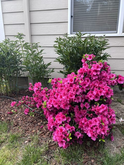 Something always in bloom. Enjoy my green thumb passed along by 4 OR generations