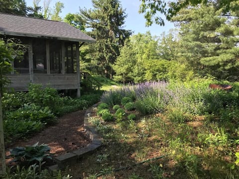Gorgeous wild flowers attract hummingbirds and butterflies
