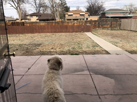 Fully fenced Backyard 