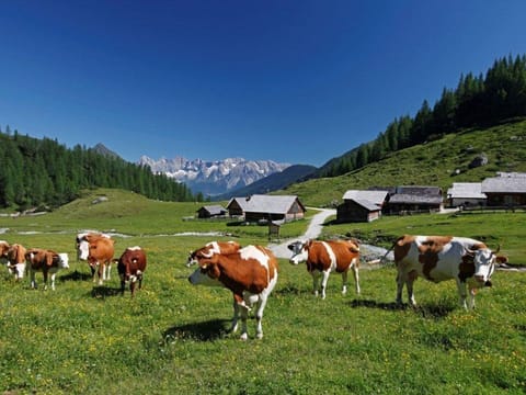 Appartement Helga - Appartement/fewo, Toilette und Bad/dusche Getrennt Apartment in Schladming