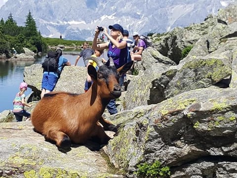 Appartement Helga - Appartement/fewo, Toilette und Bad/dusche Getrennt Apartment in Schladming