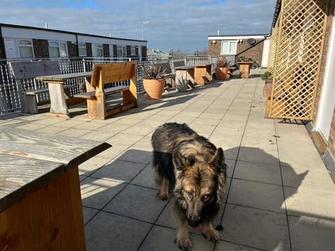 Communal Balcony with Wolfe the dog