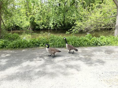 Bird watching  on the canal path right from your front door.
