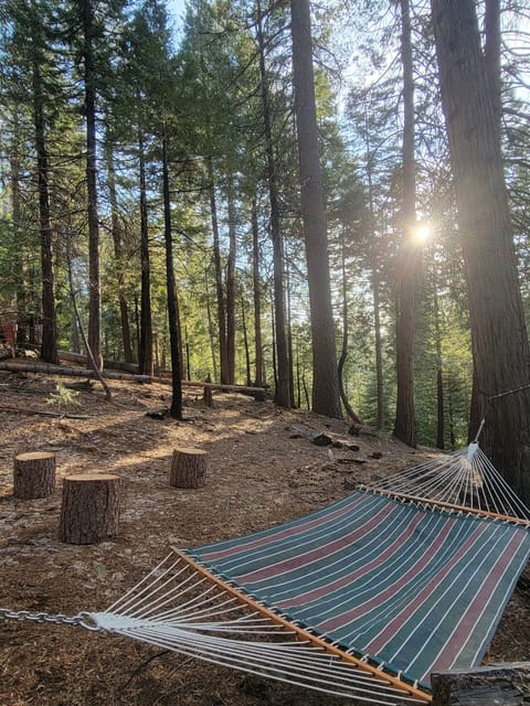 Hammock to lounge under the watchful sight of gorgeous, tall conifers