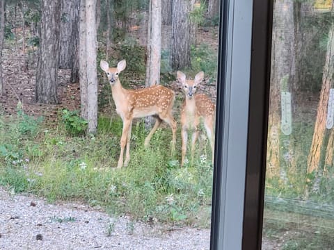 Rookana Maskaw Retreat LLCwildlife1