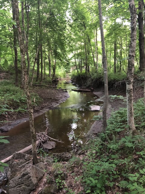 A river runs through the huge, lush backyard