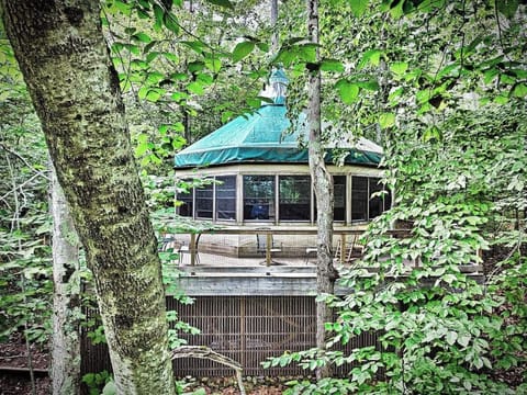 Canopy life, a little higher up.