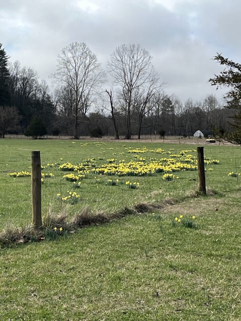 Our farm awash with daffodils