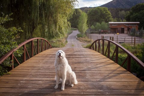 The walk from the house across the bridge.