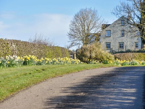 Daffodils are abundant and a sight to see in the spring | Yonderton McGill Cottage - Yonderton Farm, Dalrymple, near Ayr