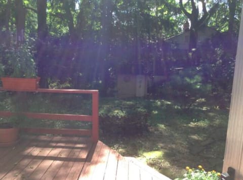 Backyard with sun shining down
