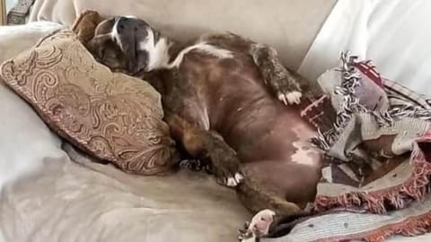 Relax with your Pets
