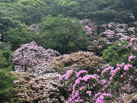 Lush hillside garden with blooming pink and white rhododendrons