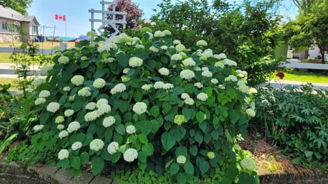 Beautiful Mature Gardens