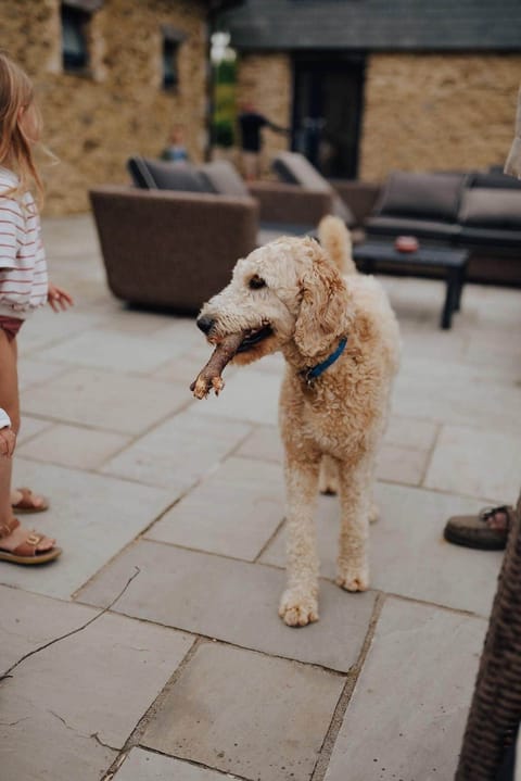 Magnolia Dog is one of sixYurts on site that are dog friendly