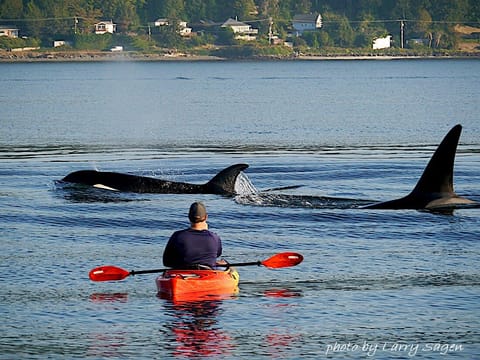 Taken from our beach of a guest using our kayak to get closer to nature!
