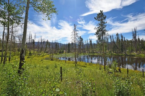 The Lily Pond - Part of RMNP