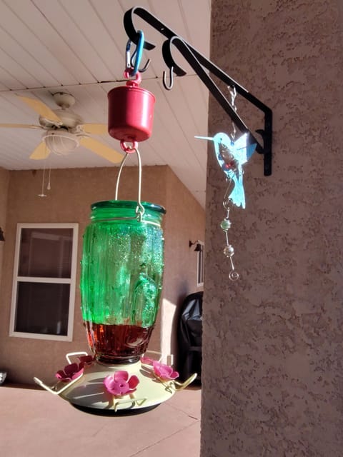 Watch Hummingbirds Feed