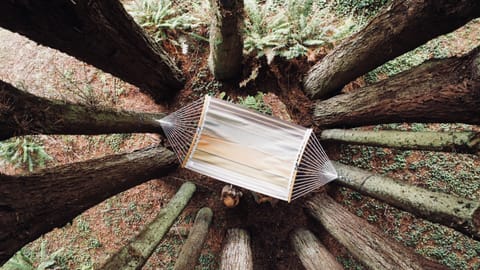 Sit back, relax and day dream within the ring of redwood trees. 