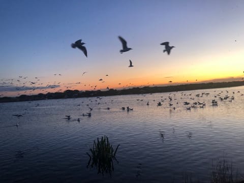 Birdlife arriving home to the sanctuary each evening with a magical sunset