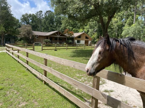 Beautiful country setting where horses graze 