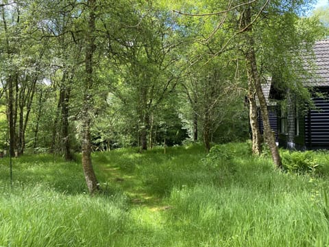Part of the Burnbank woodland