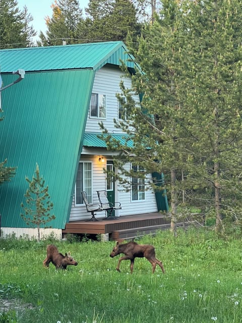 Moose Tracks seems to be an appropriate name for the cabin