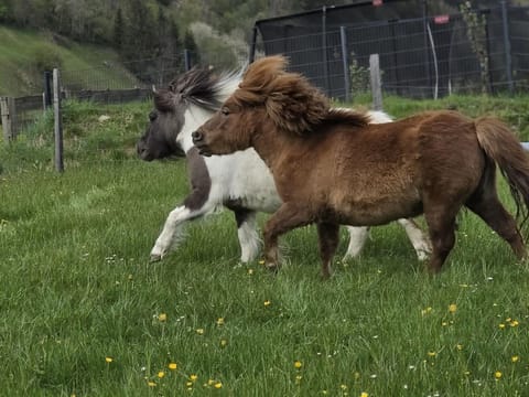 Ritterhof Apartements - Appartement/fewo, Toilette und Bad/dusche Getrennt Apartment in Salzburgerland