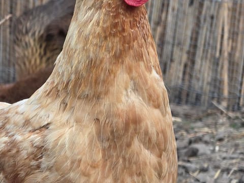 Ritterhof Apartements - Appartement/fewo, Toilette und Bad/dusche Getrennt Apartment in Salzburgerland