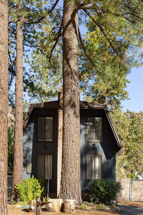 Cozy cabin surrounded by tall pine trees, offering a peaceful forest retreat.