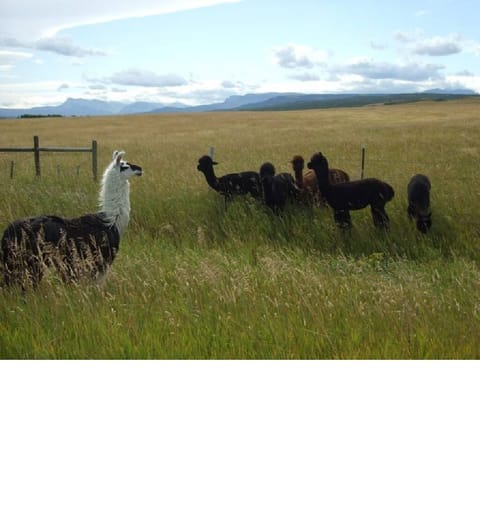 Alpacas and Mountain Views... Does it get any better?