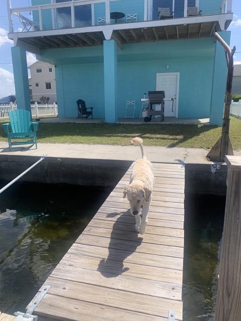 We are dog friendly!