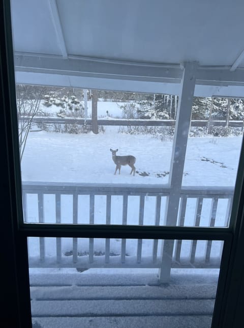 View from front door. Deer are always visiting :)