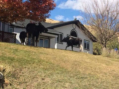 Moose in Yard