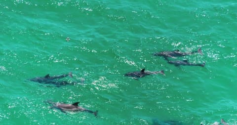 Dolphins playing in the Emerald Caost, only 6/10th's of  a mile from Vibe!