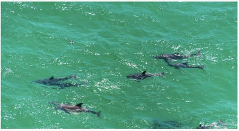 Dolphins playing in the Emerald Caost, only 6/10th's of  a mile from Vibe!