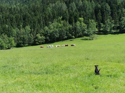Drautalalm Schönbuch - House Schönbuch House in Carinthia, Austria