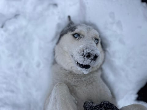 Get away from it all at the Happy Husky Hideaway!