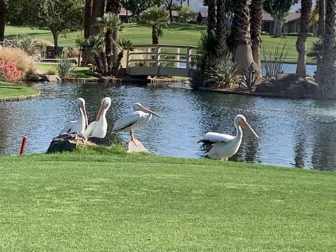 Pelicans often visit the lake in front of patio
